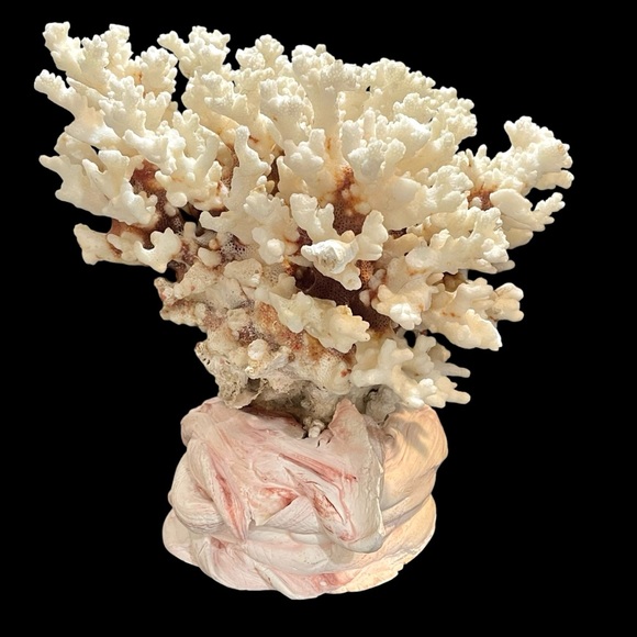 Vintage 1950s Natural Dried Coral Specimen Large Sculpture with Ceramic Base - Picture 1 of 12